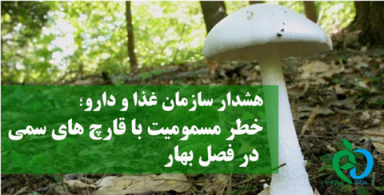 هشدار نسبت به افزایش بروز مسمومیت با قارچ‌های سَمی در فصل بهار